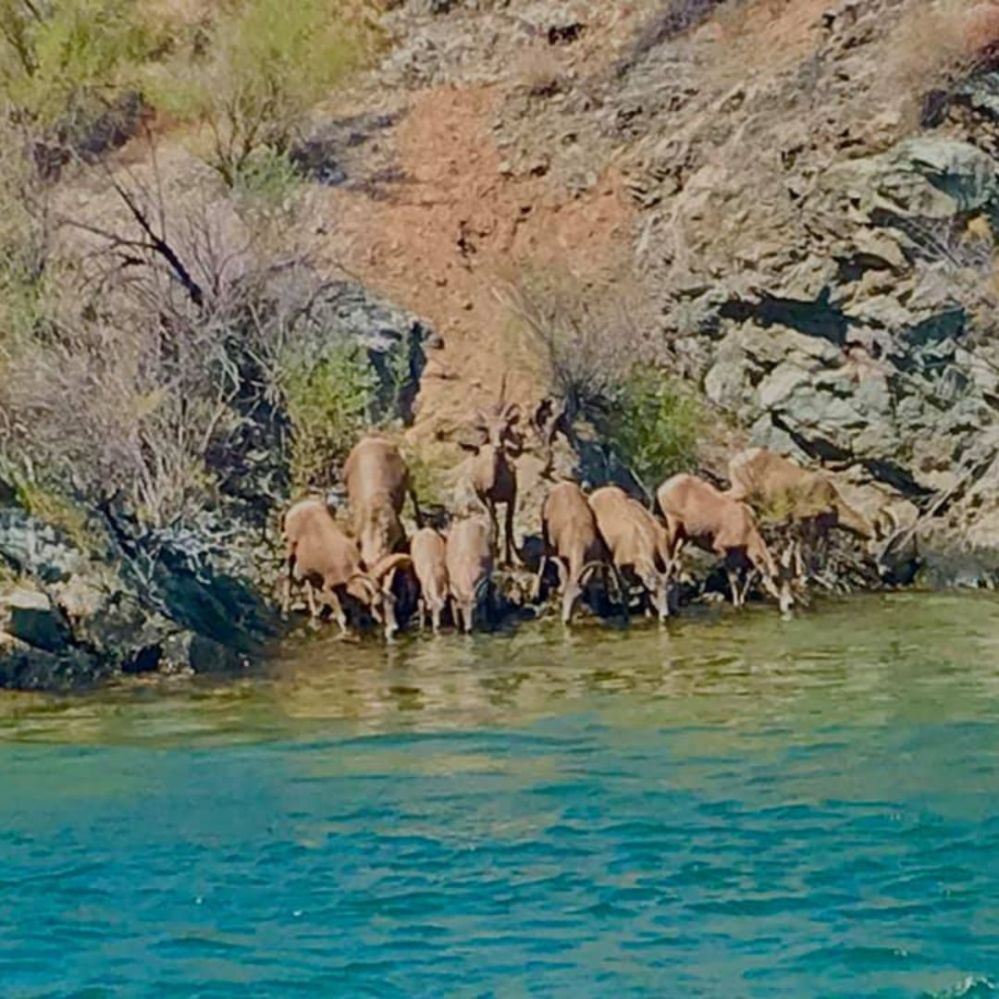 deer drinking from the river